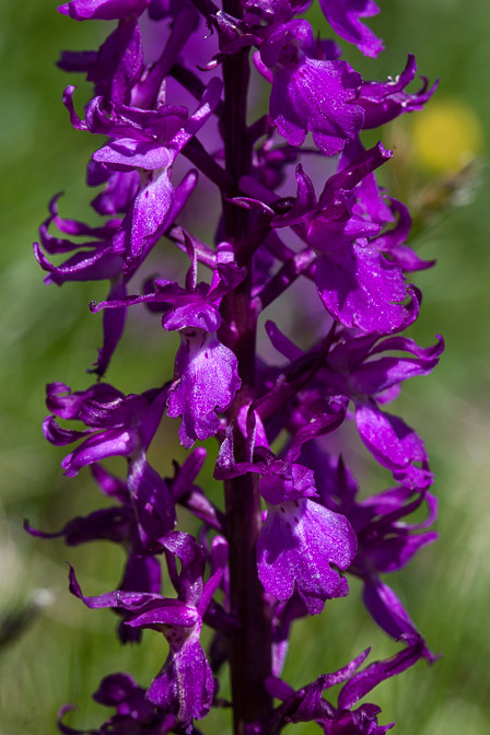 orchis-mascula-switzerland-4.jpg