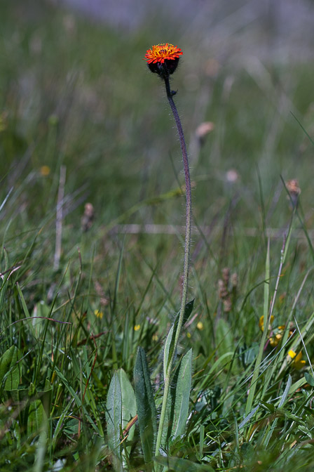 hieracium-aurantiacum-switzerland.jpg