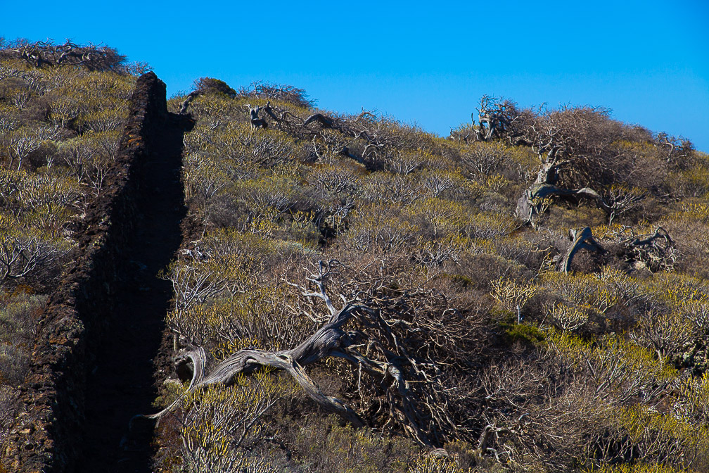 juniperus-phoenicea-canaries-el-hierro.jpg