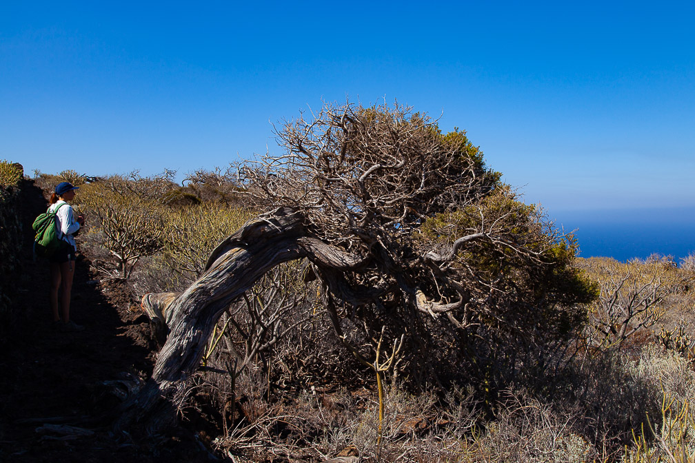 juniperus-phoenicea-canaries-el-hierro-4.jpg