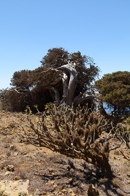 juniperus-phoenicea-canaries-el-hierro-7.jpg