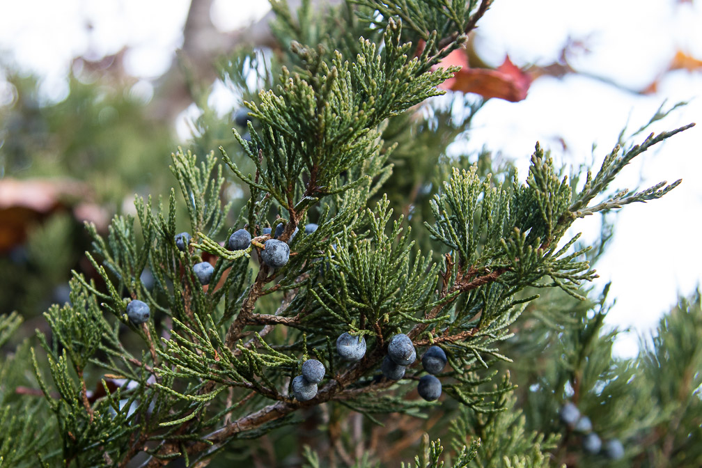 juniperus-sabina-switzerland.jpg