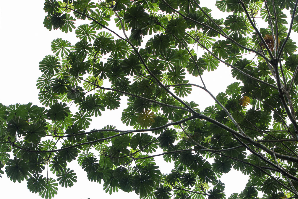 musanga-cecropioides-gabon.jpg