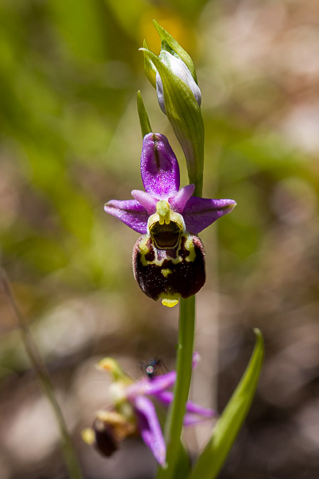ophrys-fuciflora-france.jpg