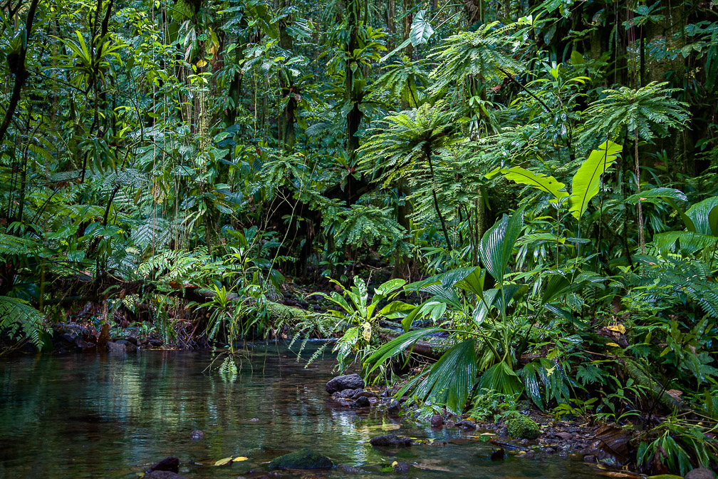 jungle-stream-guadeloupe.jpg