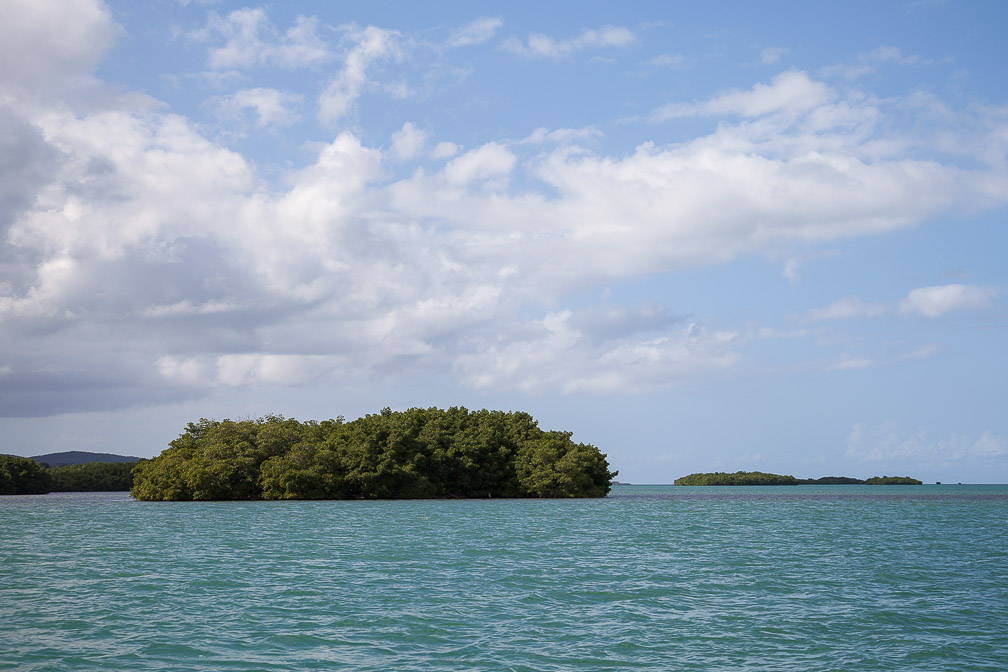 mangrove-in-ste-rose-guadeloupe.jpg
