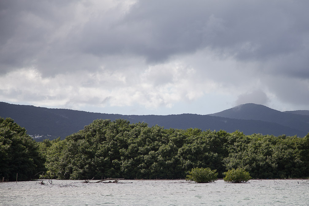 mangrove-in-ste-rose-guadeloupe-2.jpg