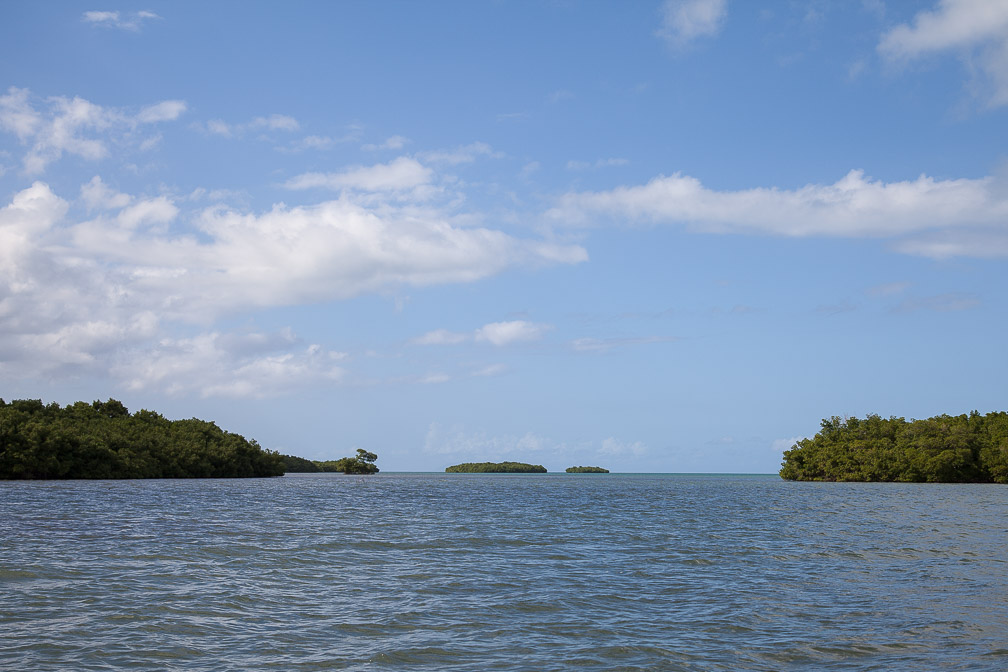 mangrove-in-ste-rose-guadeloupe-3.jpg