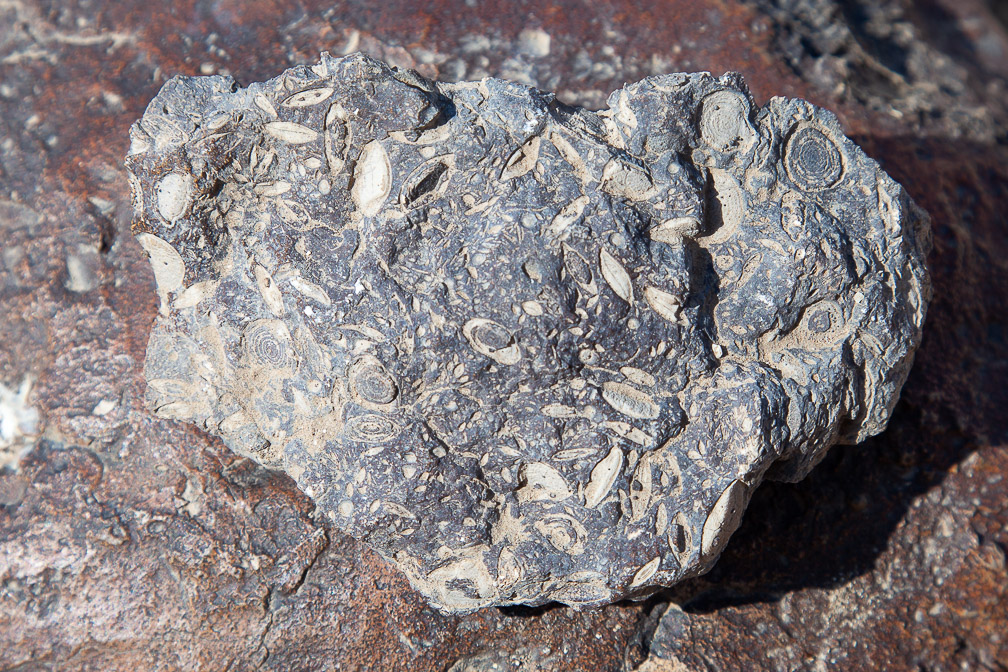 fossils-basalt-egypt.jpg