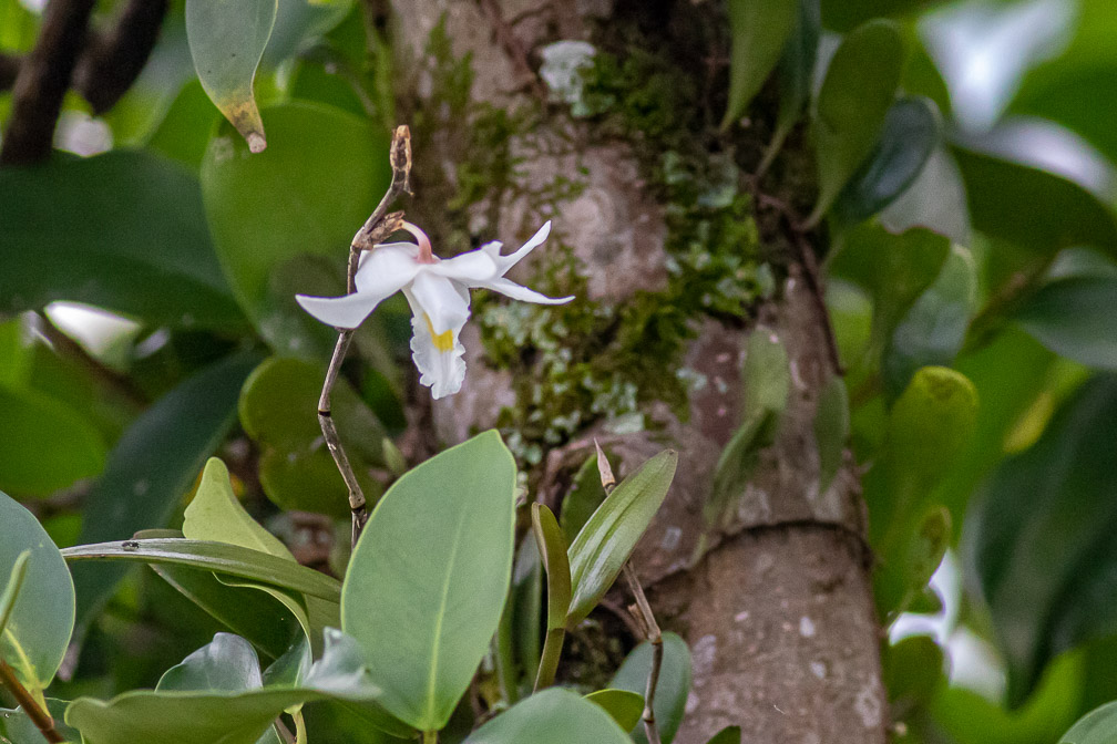 orchidaceae-indonesia.jpg