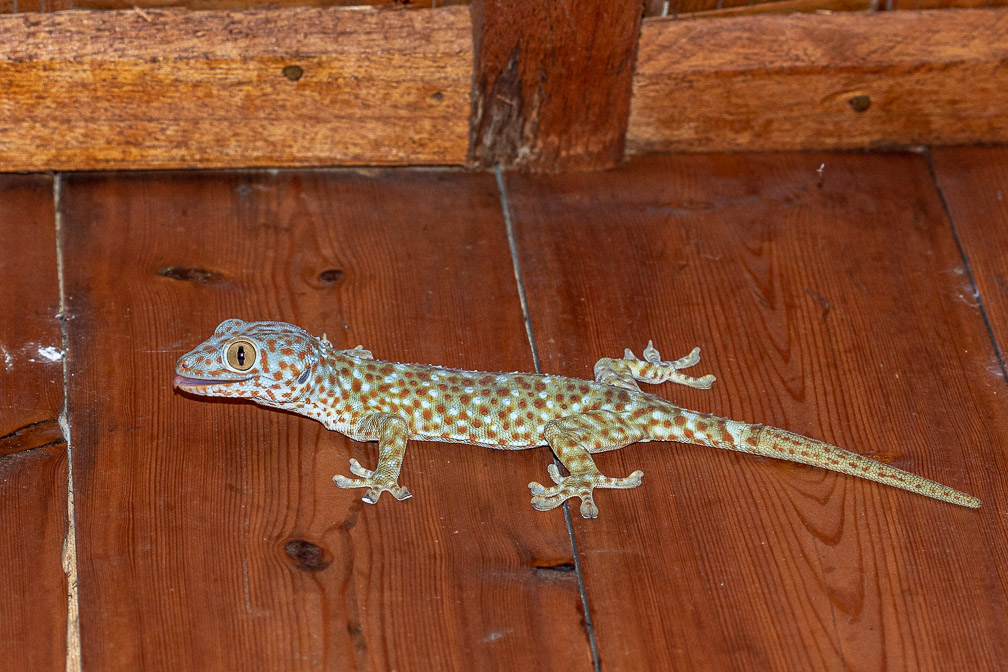 gekko-gecko-indonesia-2.jpg