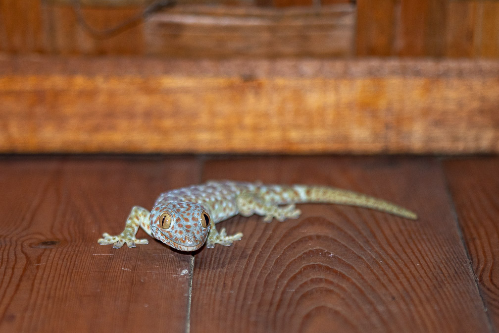 gekko-gecko-indonesia.jpg
