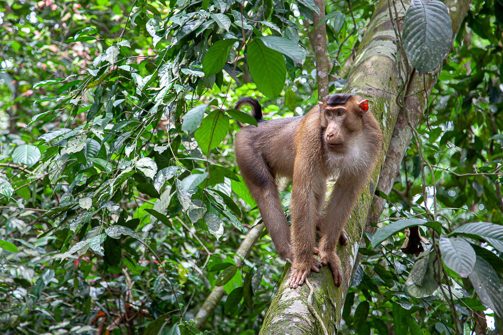 macaca-nemestrina-indonesia-4.jpg