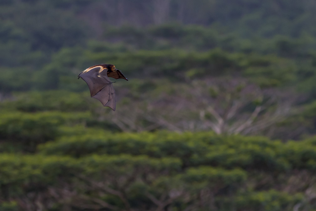 pteropus-niger-mauritius-2.jpg