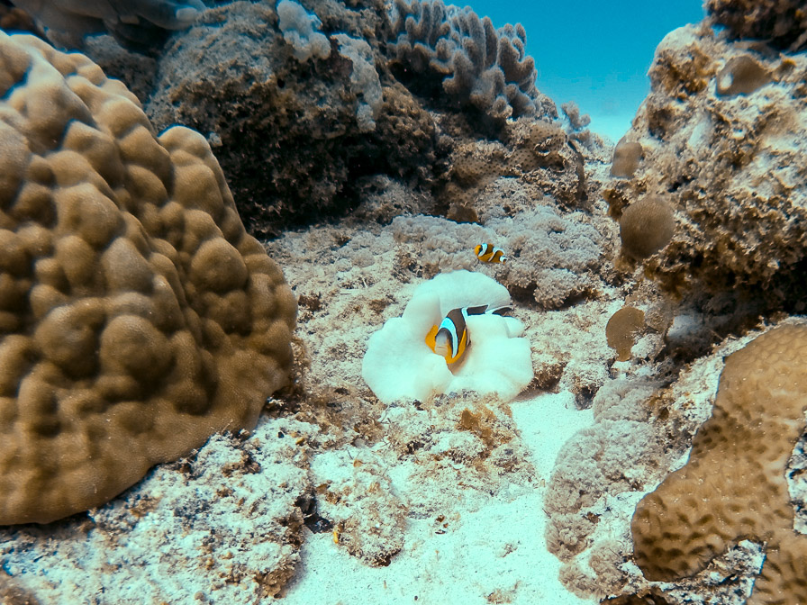 amphiprion-chrysogaster-mauritius.jpg