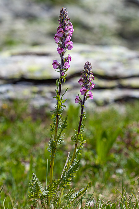 pedicularis-rostratospicata-switzerland-2.jpg