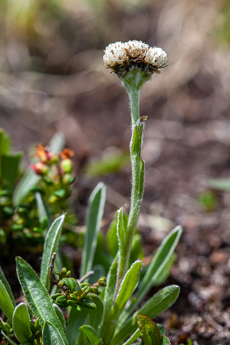 antennaria-carpatica-switzerland-3.jpg