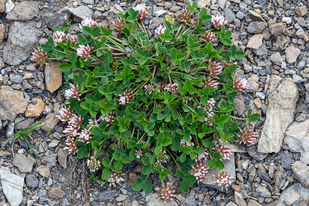 trifolium-thalii-france.jpg