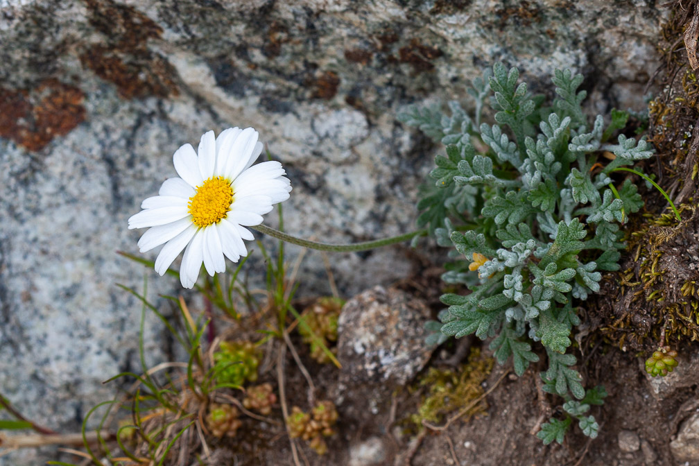 leucanthemopsis-alpina-france-2.jpg