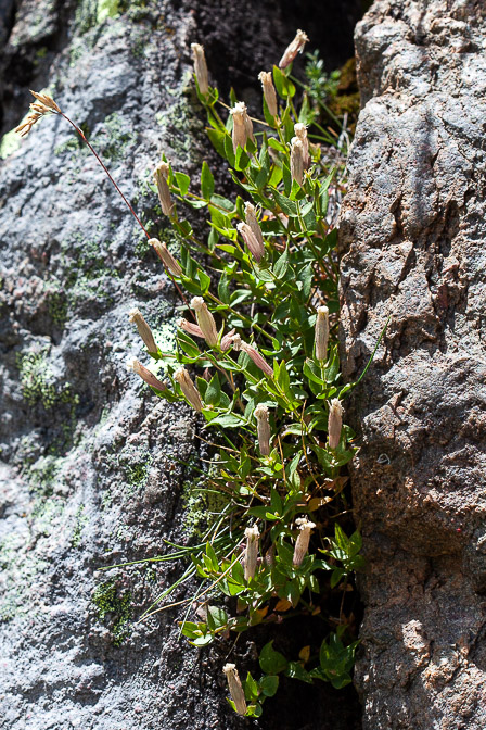 silene-cordifolia-france-2.jpg