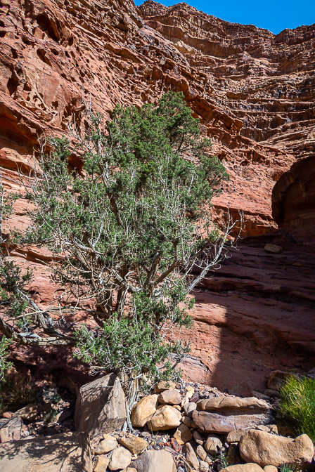 juniperus-phoenicea-jordan.jpg